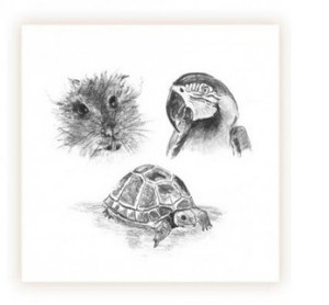 Sarah Brown Sympathy Card - Exotic Pets - PACK OF 10