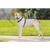 PetSafe® 3 in 1 Harness, Medium, Black