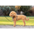 PetSafe® 3 in 1 Harness and Car Restraint, Small, Black