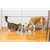 PetSafe® Drinkwell® Stainless Multi-Pet Pet Fountain
