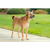 PetSafe® Easy Walk™ Headcollar, Medium, Black