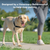 PetSafe® Easy Walk® Harness, No Pull Dog Harness, Medium, Black