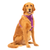 Kurgo Tru-Fit Smart Harness, Enhanced Strength, Deep Violet, L