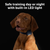PetSafe® Core Dog Trainer with Remote