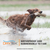 SportDOG Brand® Rechargeable In-Ground Fence™ System