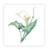 Sarah Brown Sympathy Card - Lily - PACK OF 10