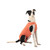 Post Surgery Clothing -  CopperBody Castration #8