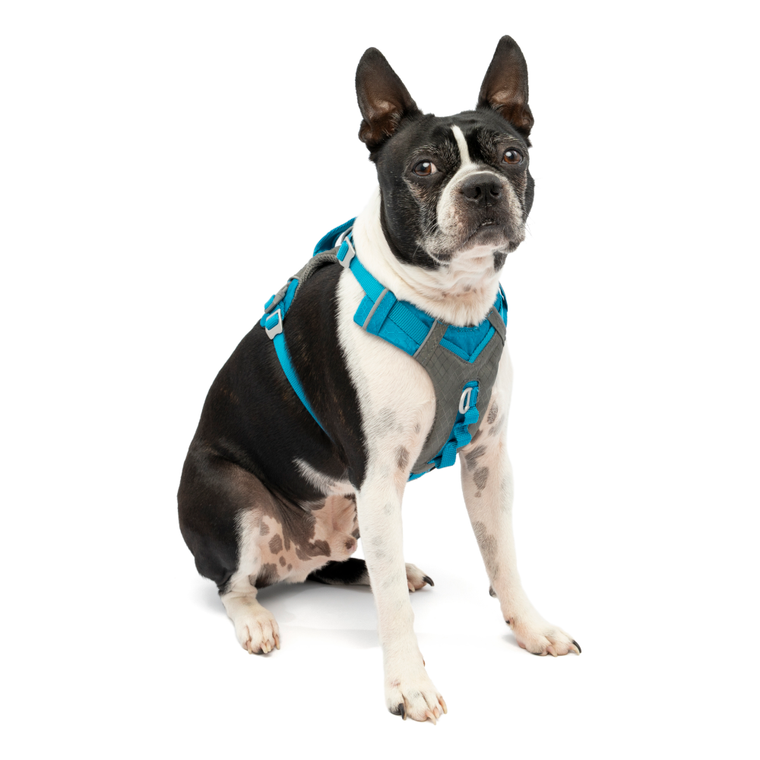Kurgo Journey Air Harness - Blue SM