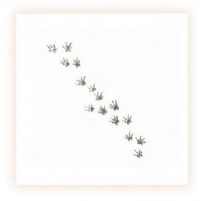 Sarah Brown Sympathy Card - Small Paws (Rodent Paws) - PACK OF 10