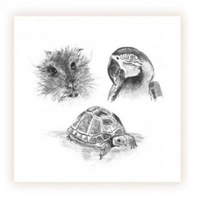 Sarah Brown Sympathy Card - Exotic Pets - PACK OF 10