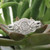 Photo of Andromeda 7/8 ct tw. Fancy Diamond Bridal Ring Set 10K White Gold [BR862W-C000]