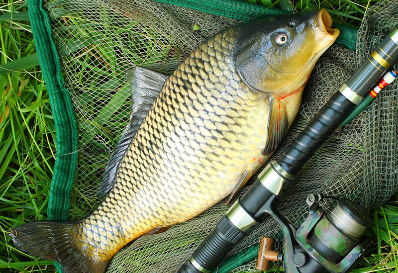 Landing nets in Ohio