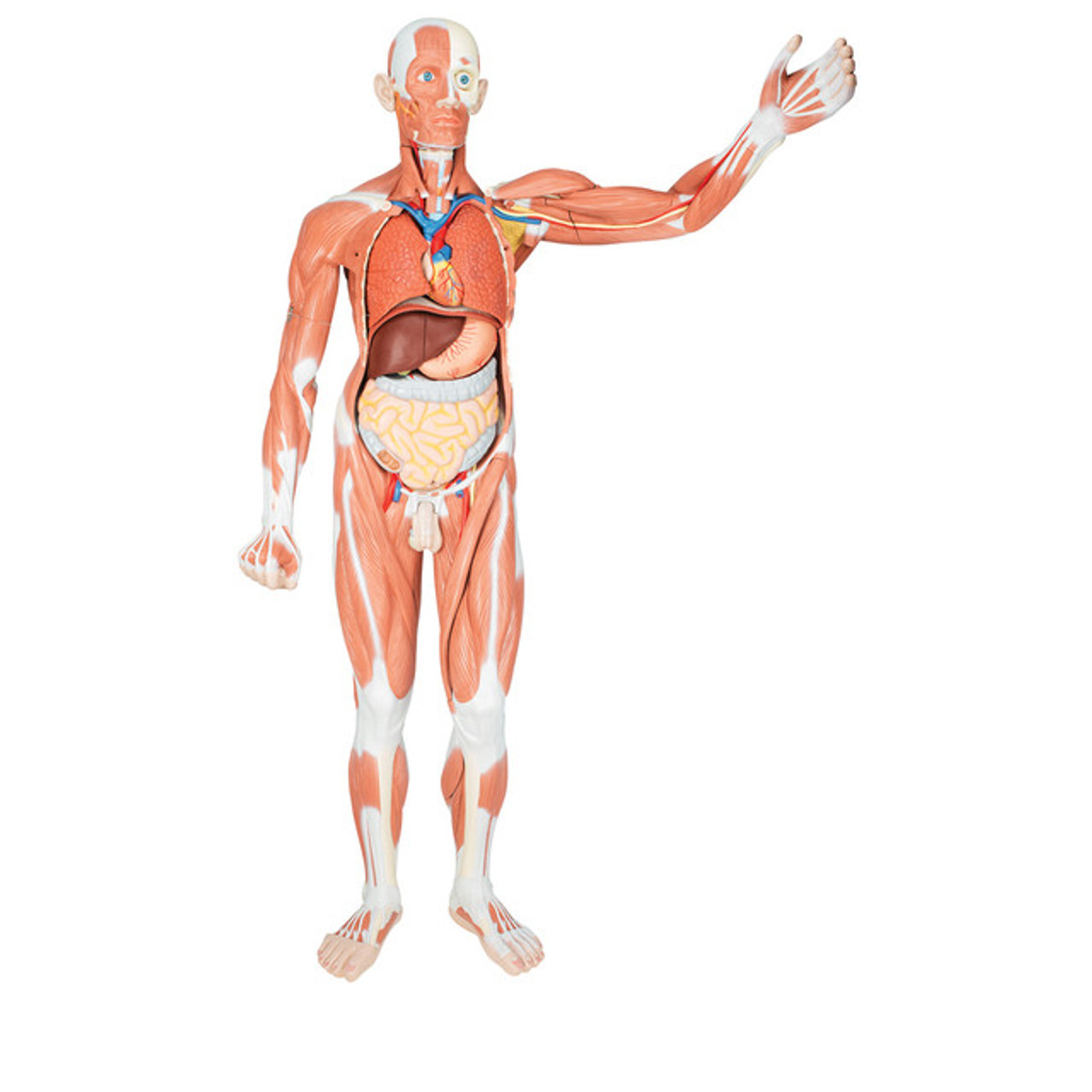 Life-Size Human Male Muscular Figure, 37 Part, 1001235