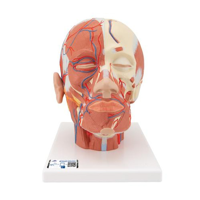 Head Musculature Model With Blood Vessels, 1001240