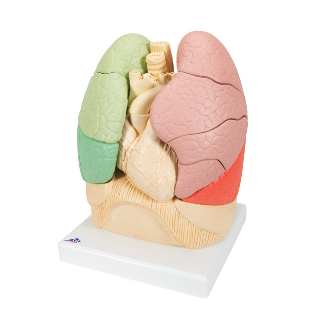 Segmented Lung Model, 1008494