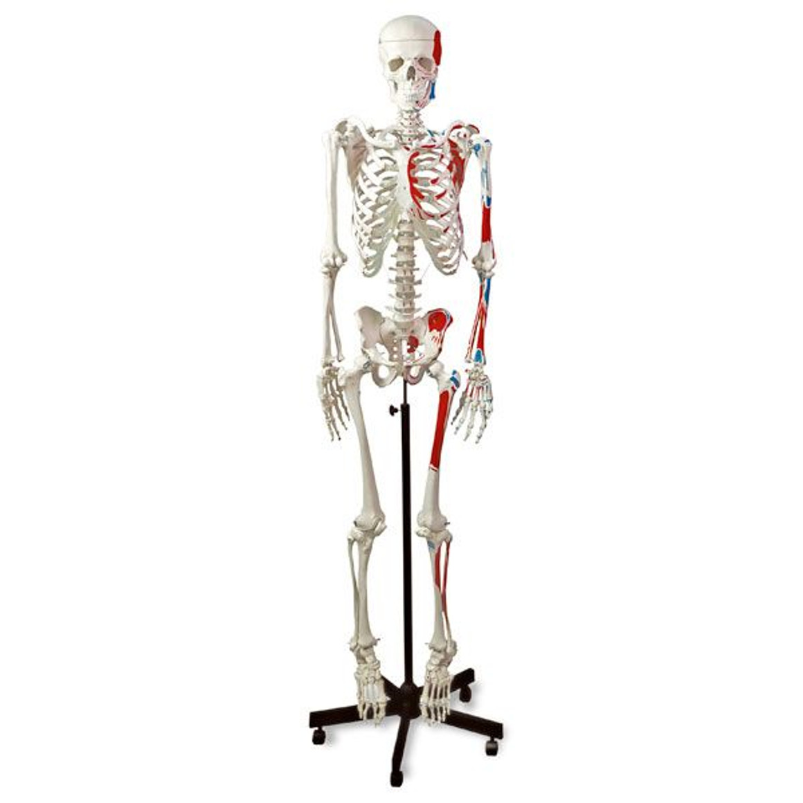 Human Muscular Skeleton, LA00100