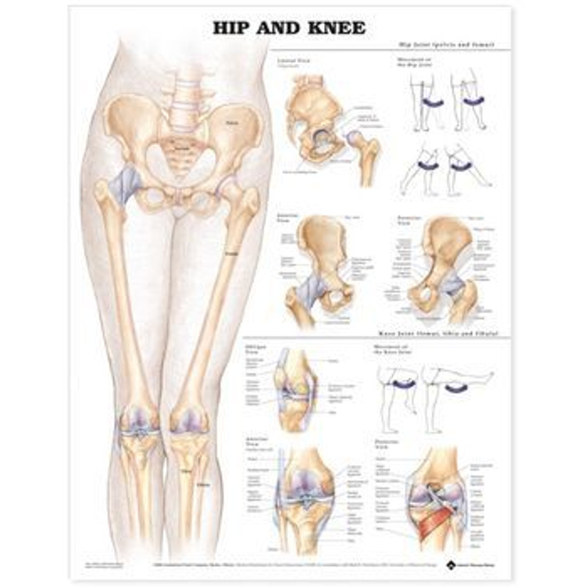 Anatomical Chart Co 816907