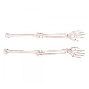 Anatomical Chart Co A41R