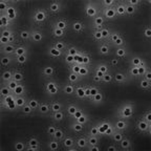 Fisher Scientific Millipore Isopore Polycarbonate Membrane Filters, 13