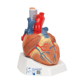 Human Heart Model, 7 Part, 1008548
