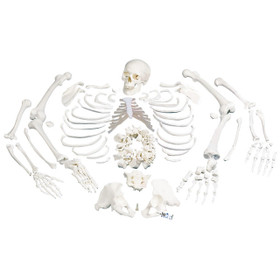 Disarticulated Human Skeleton Model, Complete With 3-Part Skull, 1020157