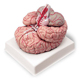 Brain W/Arteries, 9-Parts, LA00239