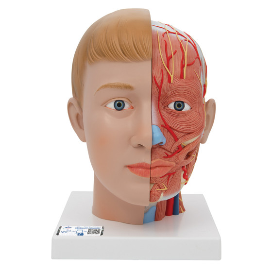 Human Head Model With Neck, 4 Part, 1000216