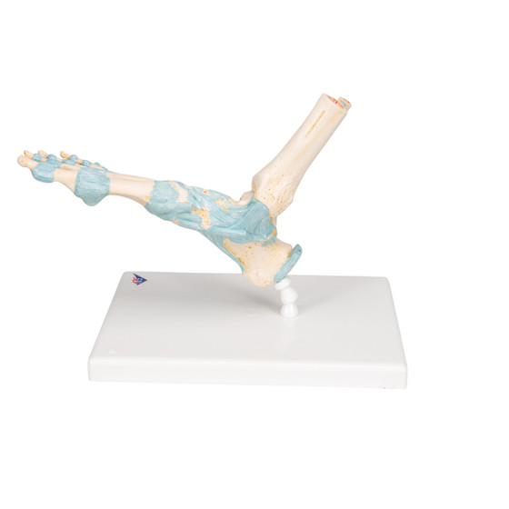Foot Skeleton Model With Ligaments, 1000359