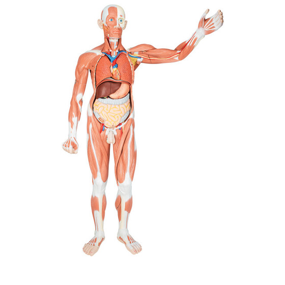 Life-Size Human Male Muscular Figure, 37 Part, 1001235