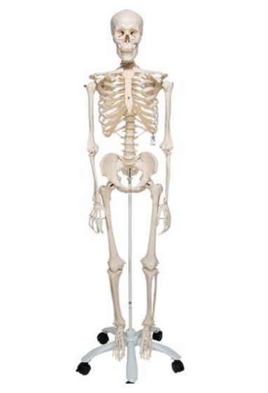 Stan The Standard Skeleton W/ Pelvic Mounted Rollerstand, 1020171