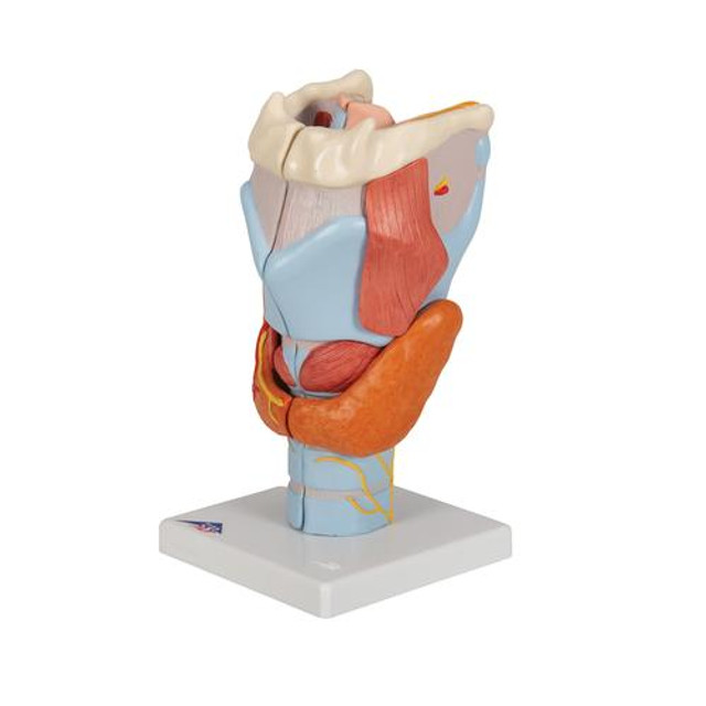 Human Larynx Model, 2 Times Full-Size, 7 Part, 1000272