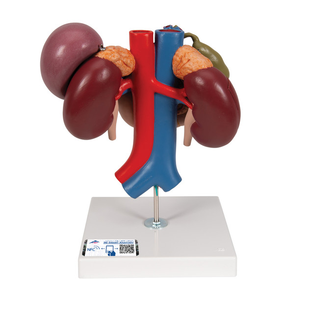 Human Kidneys Model With Rear Organs Of Upper Abdomen, 3 Part - 3B Smart Anatomy, 1000310