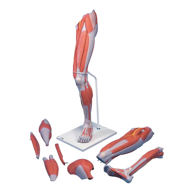 Life-Size Deluxe Muscle Leg Model, 7 Part, 1000352