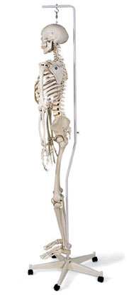 American 3B Scientific A10