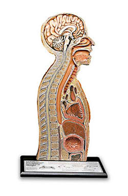 Nasco Company SB10239