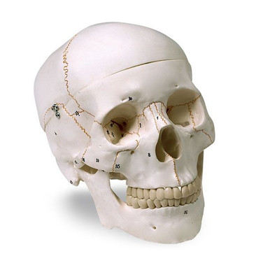 Numbered Human Skull Model, LA00176