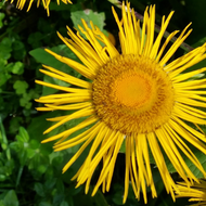 Elecampane - grew where Helen’s tears had landed