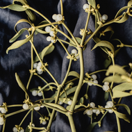 European mistletoe, a plant without which Christmas time is hard to imagine