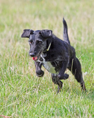 HIP AND JOINT SUPPLEMENTS FOR PETS (CATS AND DOGS) HIP AND JOINT SUPPLEMENTS FOR PETS (CATS AND DOGS)