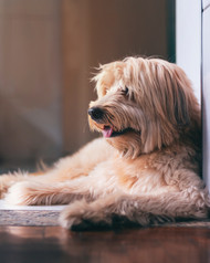 Roles of Omega-3 and Omega 6 fatty acids in your dog's Health. Roles of Omega-3 and Omega 6 fatty acids in your dog's Health.