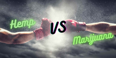 Hemp Vs Marijuana: How Two Cannabis Strains made a World of Difference?