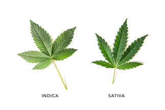 Rethinking Cannabis: Beyond Indica and Sativa