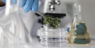 Understanding the Role of Terpenes in Enhancing the Effects of Cannabinoids