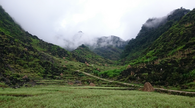 How Altitude Affects Terpene Quality and Content of Plants