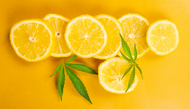 Benefits of Terpenes: Current Research Findings