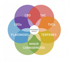 The “Entourage Effect”: How Terpenes Coupled with Cannabinoids can help with the Treatment of Mood and Anxiety Disorders