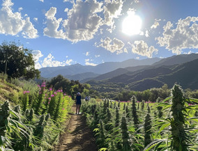 The Terroir of Cannabis: How Geography Shapes Flavour, Aroma and Effects