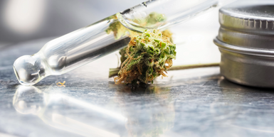 The Art of Terpene Extraction: Techniques and Technologies