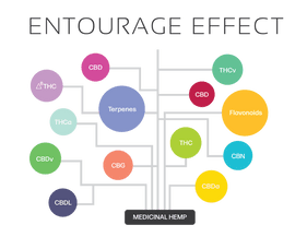 New Research Exploring the Entourage Effect ⚕️