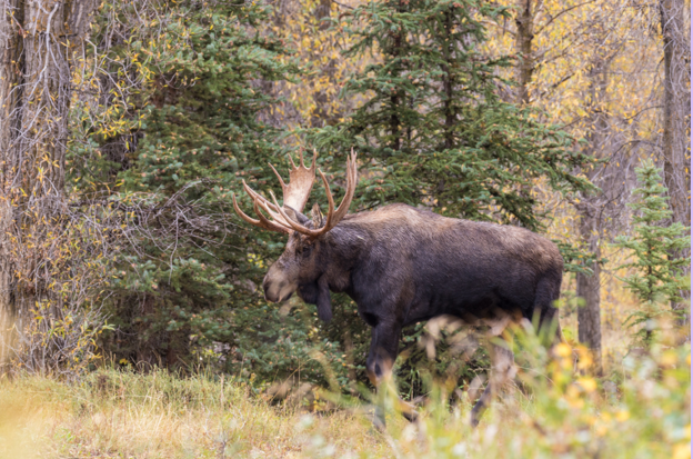 Hunting Rifle | Canada – Al Flaherty’s
